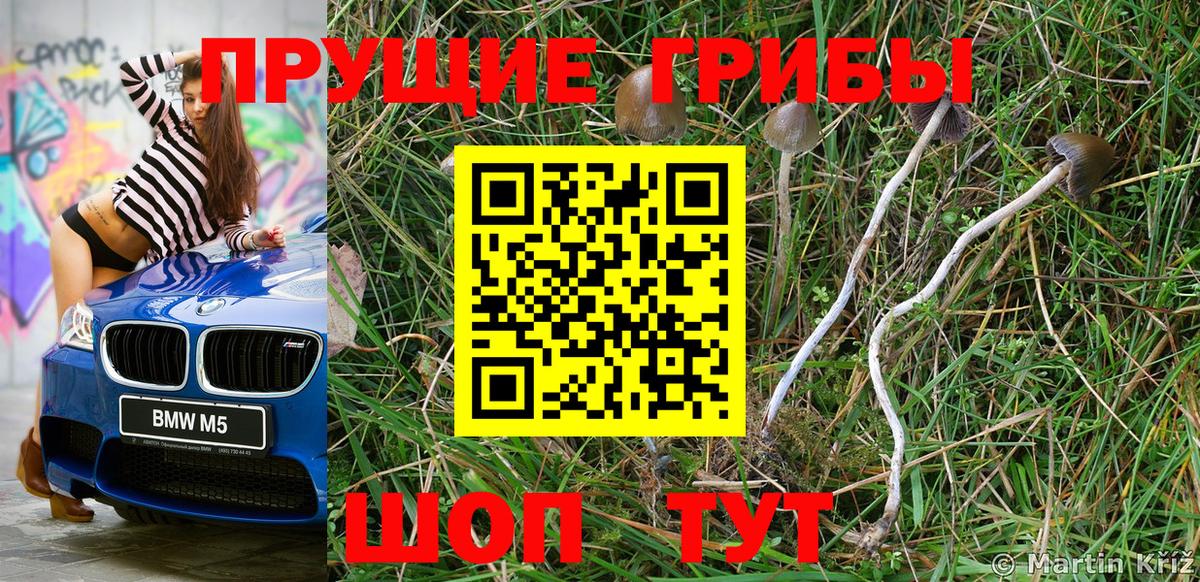 Псилоцибиновые грибы Psilocybine cubensis Аксай